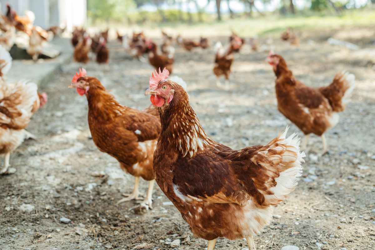 A combination of domestic and international factors is forcing New Zealand’s largest poultry supplier Tegel to raise its prices from July.