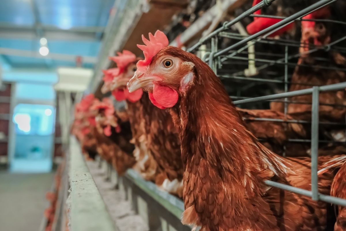 SPCA and Animals Aotearoa announce The Better Chicken Commitment