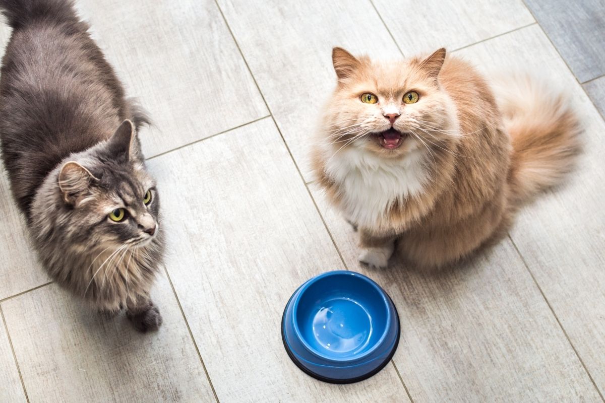 cats with empty food bowls